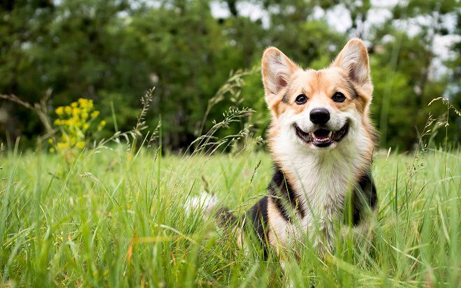 A happy Corgi sitting in a grassy field.